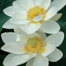 Схема вышивки «flowers»