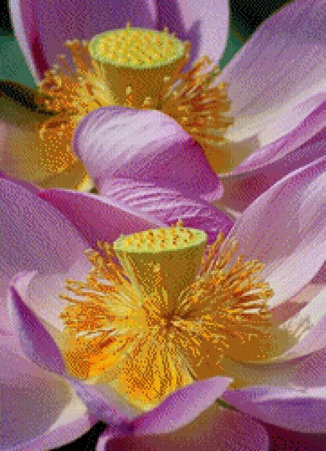 flowers - предпросмотр