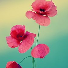 Схема вышивки «flowers»