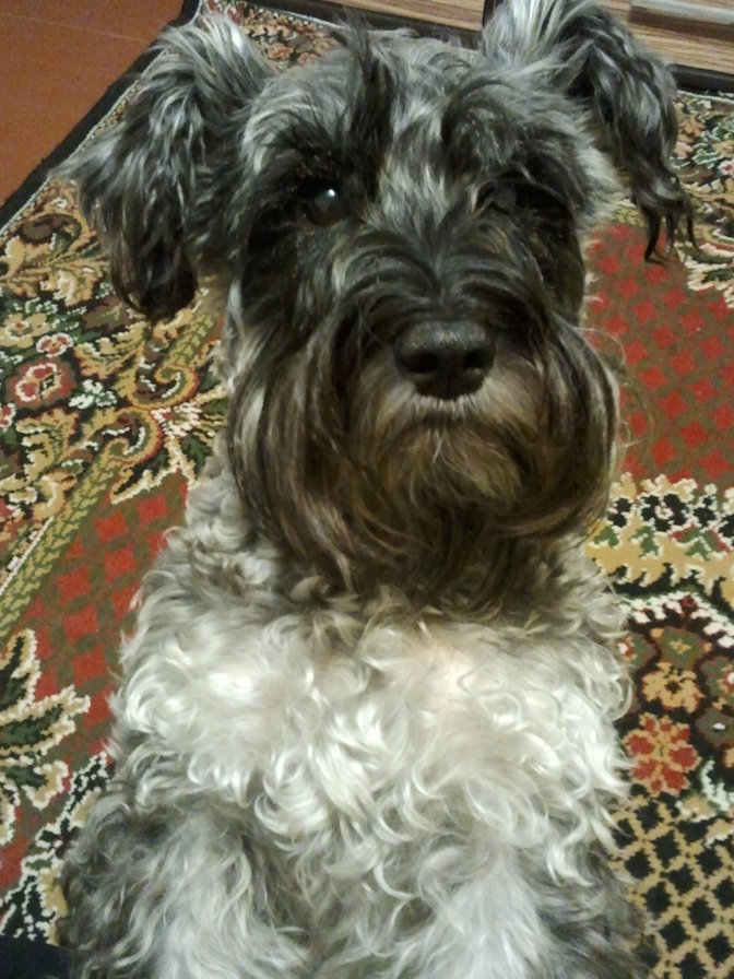 Мади - любимая собака - оригинал