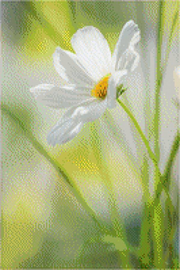 flowers - предпросмотр