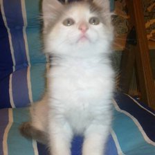 Схема вышивки «№787675»