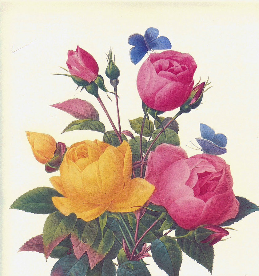 розы - розы, цветы - оригинал