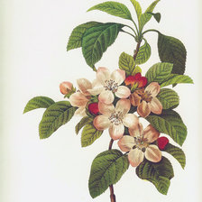 Оригинал схемы вышивки «цвет яблони» (№787829)
