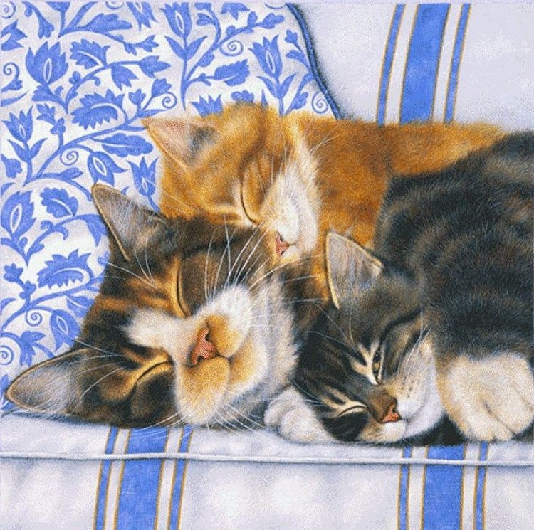 кошки - кошки, животные - оригинал