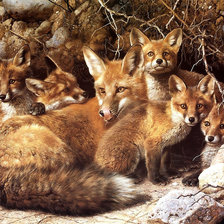 семья лисы