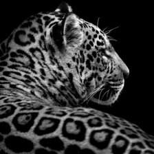 Монозром леопард