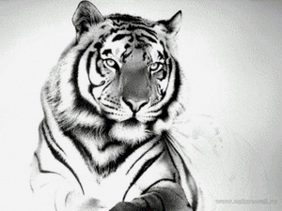 тигр - предпросмотр