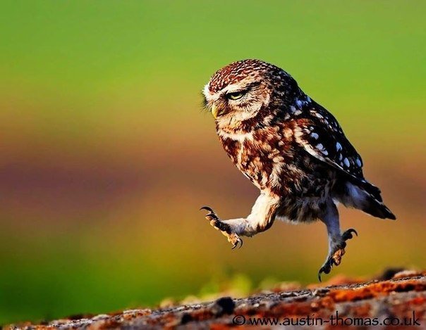 совенок - оригинал