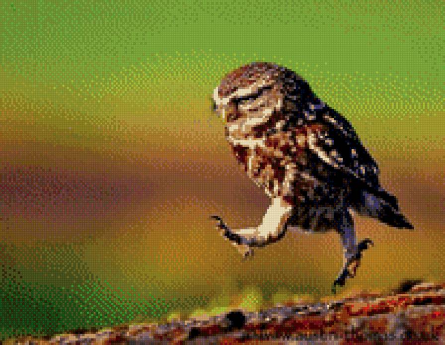 совенок - предпросмотр