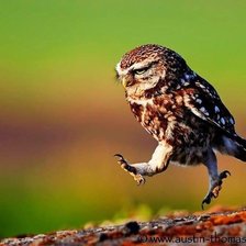 Схема вышивки «совенок»