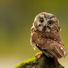 Схема вышивки «совушка»