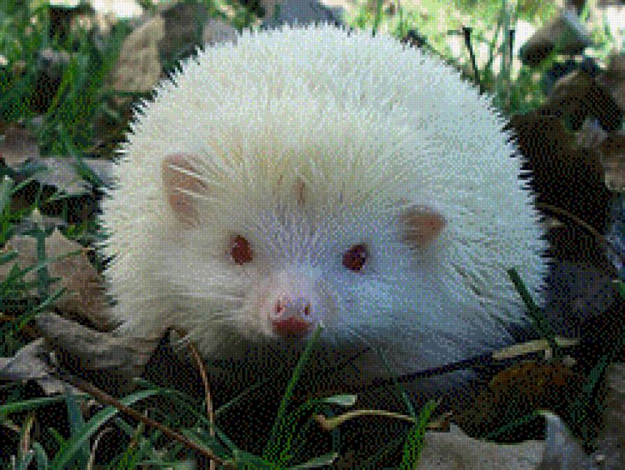 Белый ежик - предпросмотр