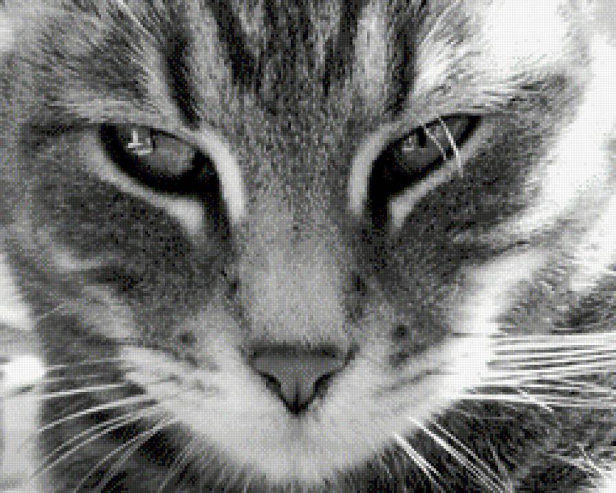 кот 3 - предпросмотр