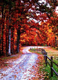 красная осень - природа, красный, деревья, похолодание, осень, оранжевый - оригинал
