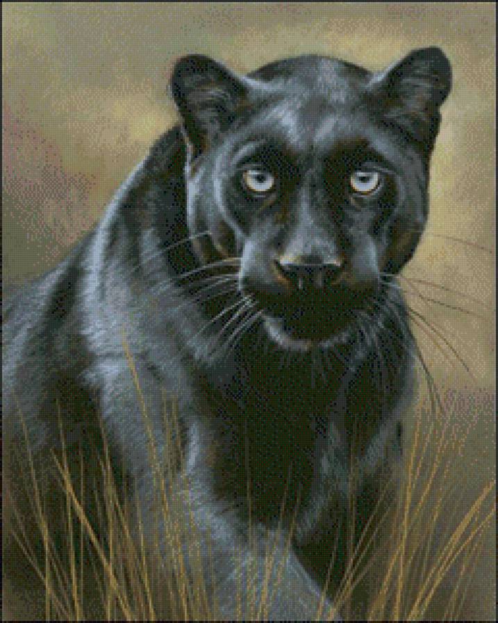 пантера - дикие животные, пантера - предпросмотр