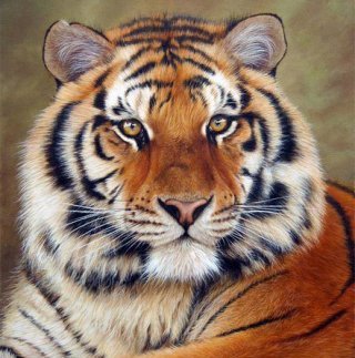 тигр - оригинал