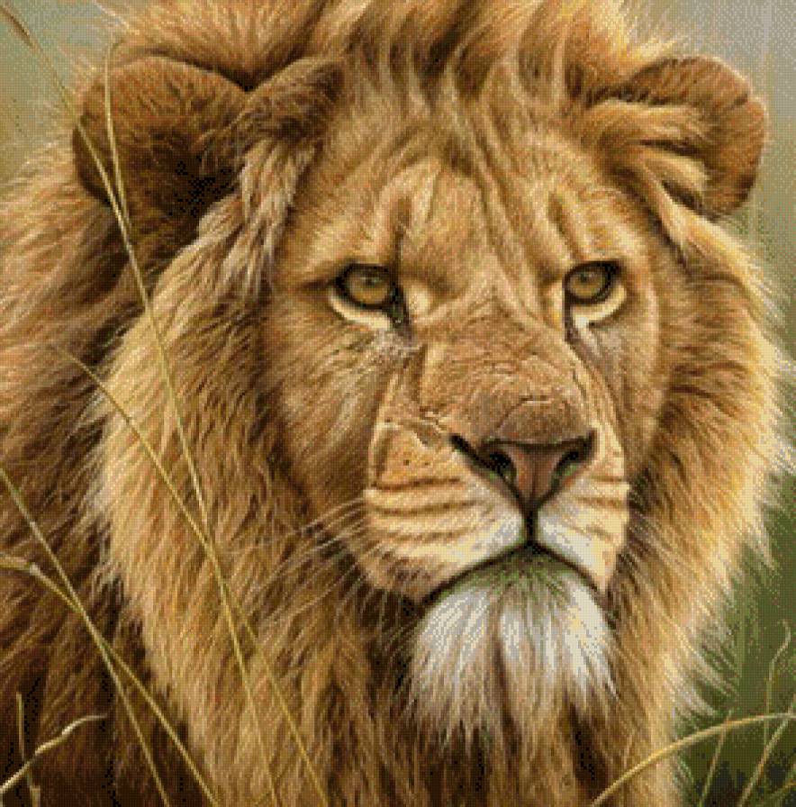 лева - предпросмотр