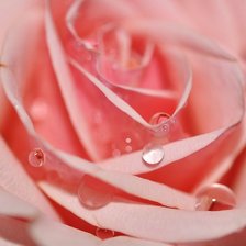 Схема вышивки «роза»