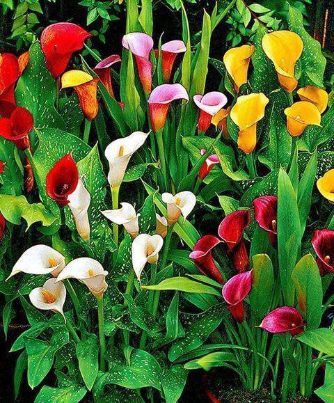 №789812 - оригинал