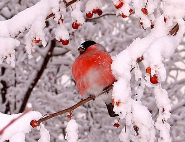 снегирь - снег, зима, рябина, птица - оригинал