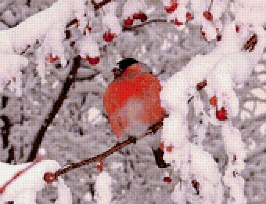 снегирь - птица, рябина, снег, зима - предпросмотр