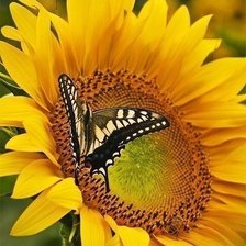 Схема вышивки «№789920»