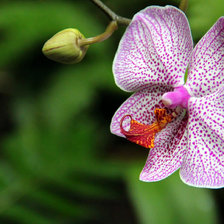 Схема вышивки «Орхидея»