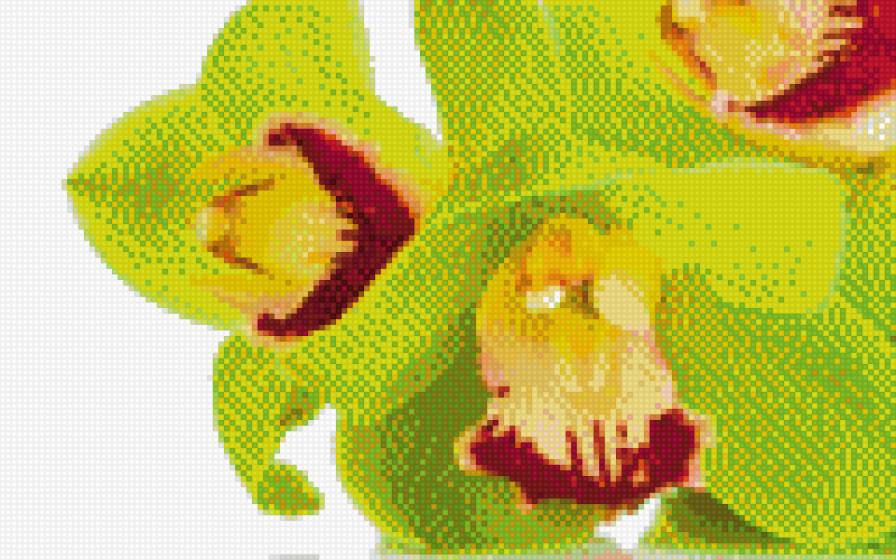 Орхидея - предпросмотр