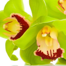 Оригинал схемы вышивки «Орхидея» (№790040)