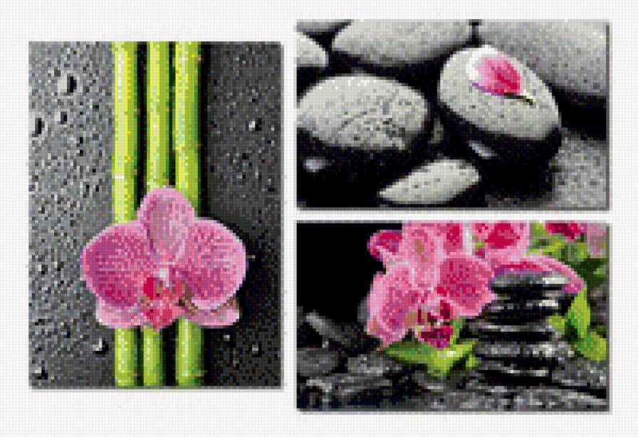 Орхидея - предпросмотр