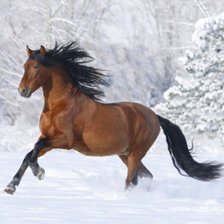 Оригинал схемы вышивки «Лошадь на снегу» (№790063)