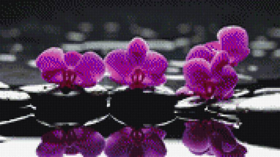 Орхидея - предпросмотр