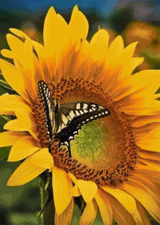 подсолнух - предпросмотр