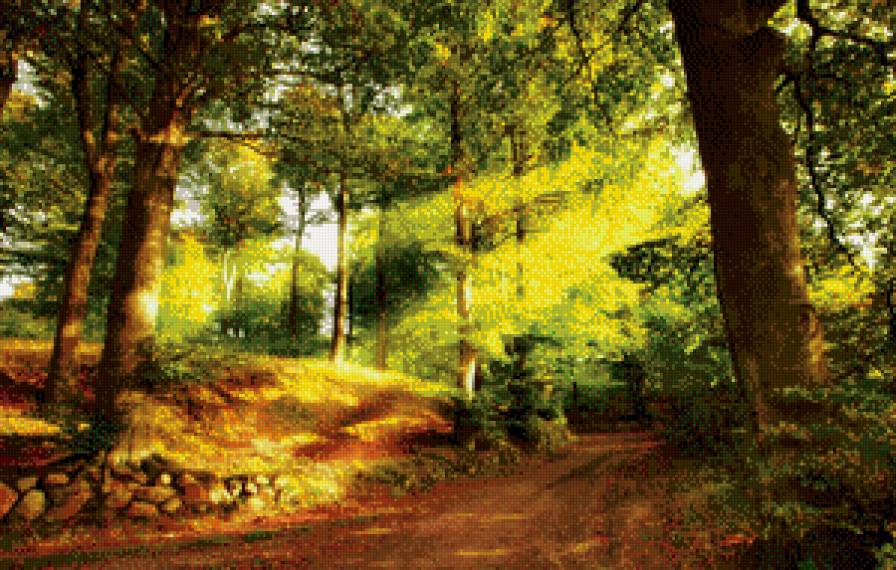 Летний сосновый лес - сосны, лето, лес - предпросмотр