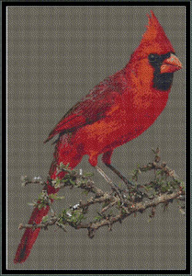 Красный кардинал - птицы - предпросмотр