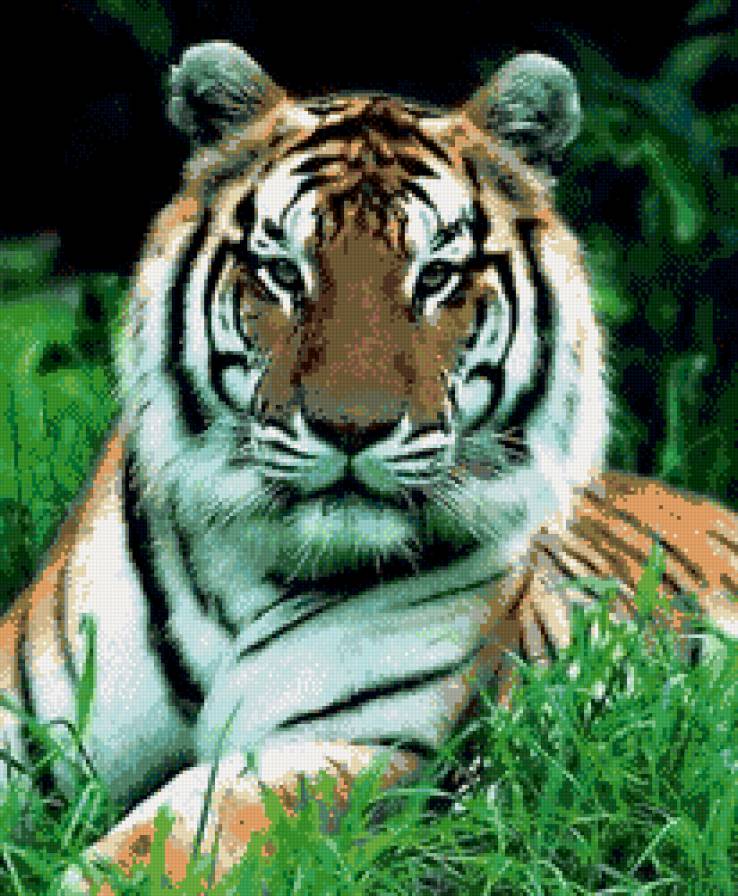 тигр - тигр - предпросмотр