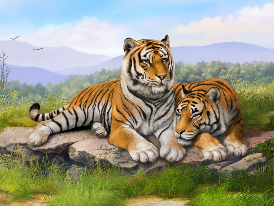 Тигр - тигр, большие кошки, животные, кот - оригинал
