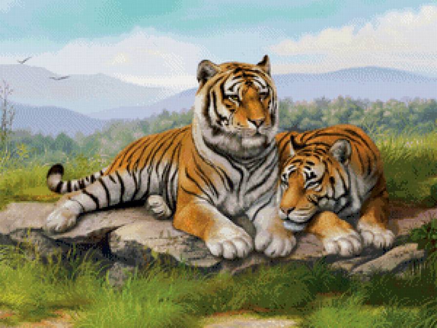 Тигр - кот, животные, большие кошки, тигр - предпросмотр