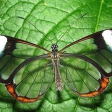 Схема вышивки «Прозрачная  бабочка»