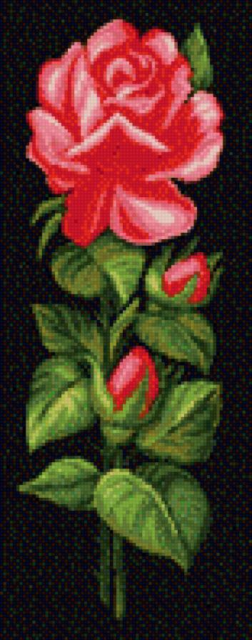 роза - цветы розы - предпросмотр