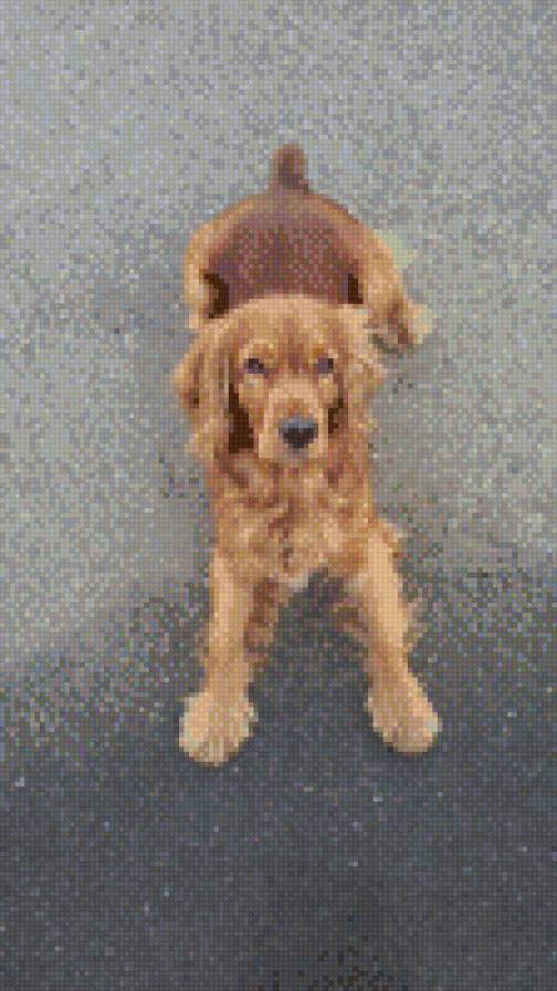 Тоби - собака - предпросмотр