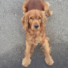 Схема вышивки «Тоби»