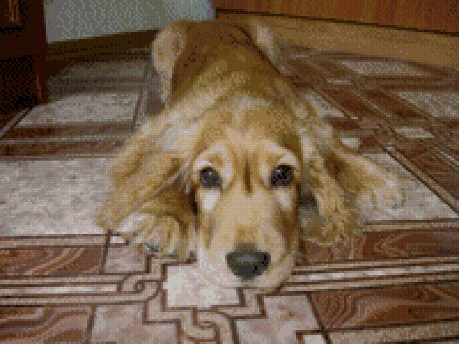 Тобиас - собака - предпросмотр