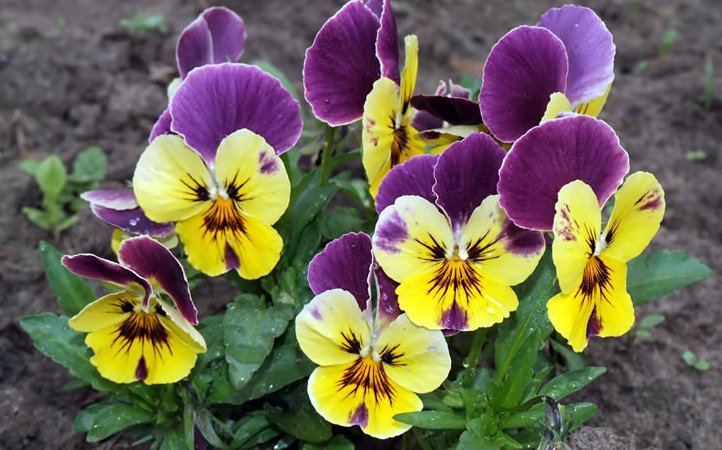 Фиалки 2 - цветы, фиалки, анютины глазки - оригинал