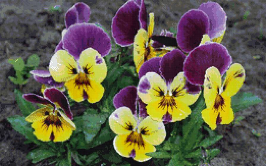 Фиалки 2 - анютины глазки, цветы, фиалки - предпросмотр