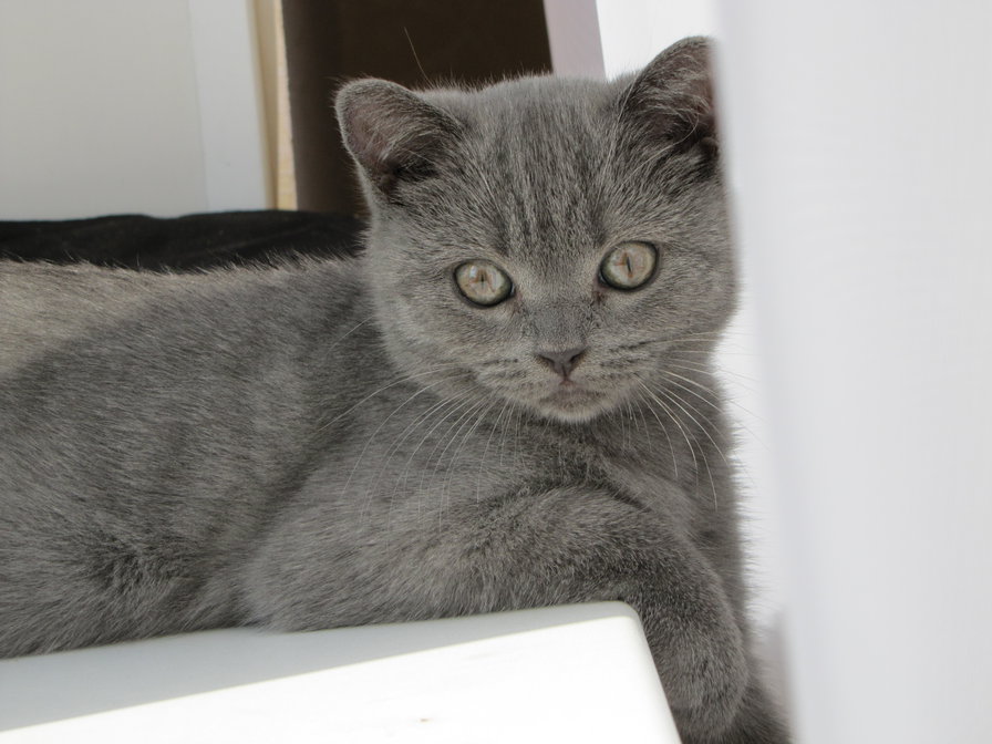 кошка - животные, коты - оригинал