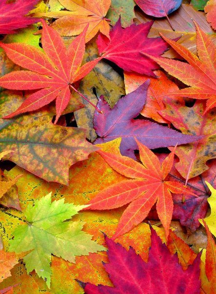 Буйство красок. - листья, осень, ярко. - оригинал