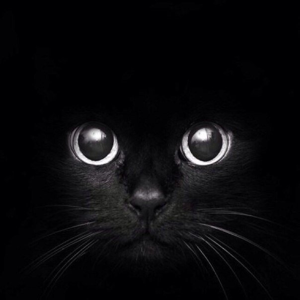 Кошка - черная кошка, кошачьи глаза., кошка - оригинал