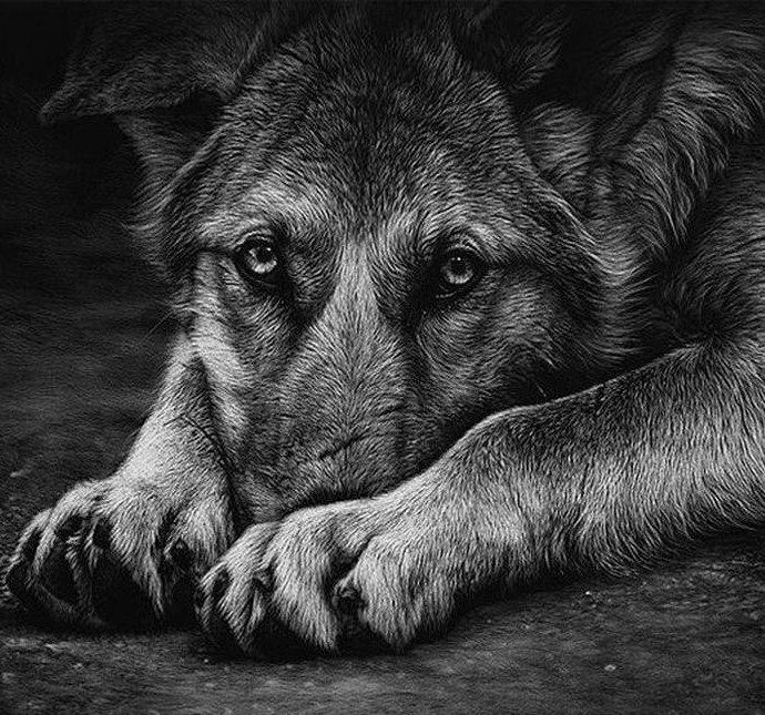 Грустные глаза - животные, собака - оригинал